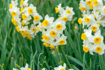 白い花弁と黄色いラッパが鮮やかな水仙の群生