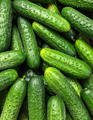 Heap of fresh cucumber backdrop. Organic farm food. Natural product. Ripe vegetable. Top view.