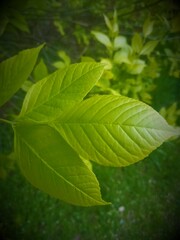 A branch with juicy green leaves