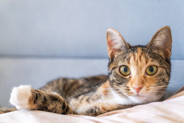Cat relaxing on bed in cozy home interior. Pet care, mental health, veterinary, lifestyle, comfort and domestic animal concept.