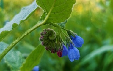Blue flower, bell, close-up