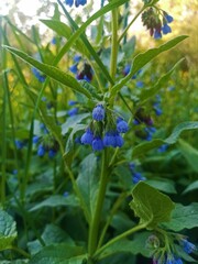 A meadow with blooming blue flowers