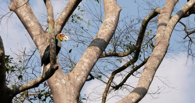 Perching on a branch of a towering tree inside a national park in Thailand, a male Wreathed Hornbill Rhyticeros undulatus is looking around from its perch.