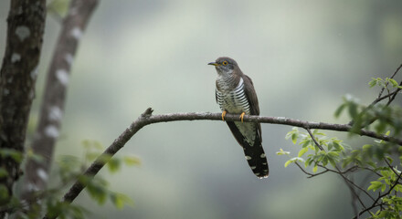 Fototapeta premium Elegant Cuckoo Bird Perched on Branch with Striped Feathers and Yellow Eyes.