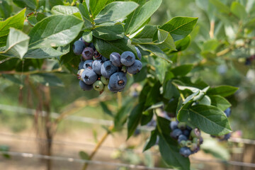 Picking blueberries in an organic orchard.