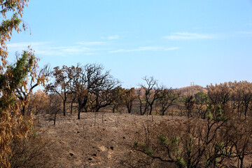 flagelo dos incêndios