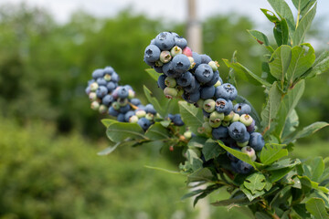 Picking blueberries in an organic orchard.
