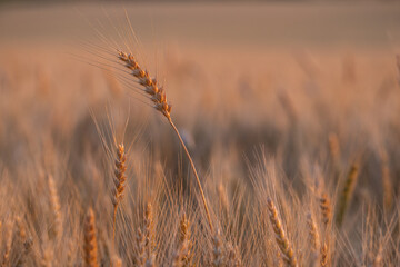 wheat ear, macro photo in the wheat field ready for harvest. Bread is made from wheat grains
