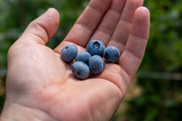 Picking blueberries in an organic orchard.