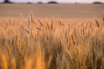 wheat ear, macro photo in the wheat field ready for harvest. Bread is made from wheat grains