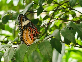 Beautiful lacewing butterfly showcasing orange, black and white wing patterns perched on green foliage. Perfect for nature and wildlife photography themes.