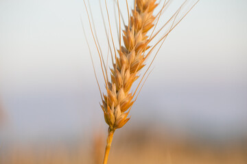 wheat ear, macro photo in the wheat field ready for harvest. Bread is made from wheat grains