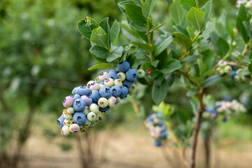 Picking blueberries in an organic orchard.