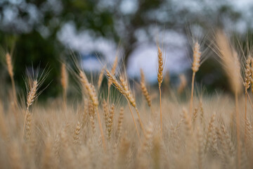 wheat ear, macro photo in the wheat field ready for harvest. Bread is made from wheat grains