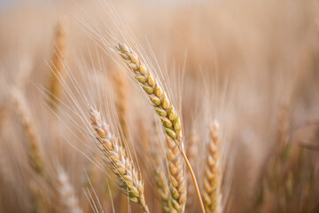 wheat ear, macro photo in the wheat field ready for harvest. Bread is made from wheat grains