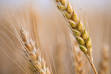 wheat ear, macro photo in the wheat field ready for harvest. Bread is made from wheat grains