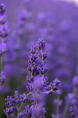Lavender flowers in Provence, France. Macro purple background with blooming lavender field.
