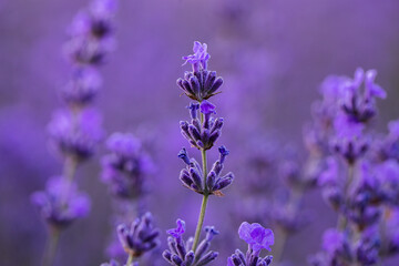 Fototapeta premium Lavender flowers in Provence, France. Macro purple background with blooming lavender field.