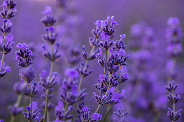 Lavender flowers in Provence, France. Macro purple background with blooming lavender field.