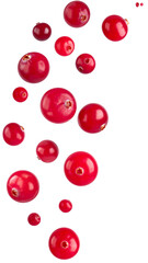 Fresh cranberries dropping against clear backdrop, showcasing vibrant color and seasonal fruit detail