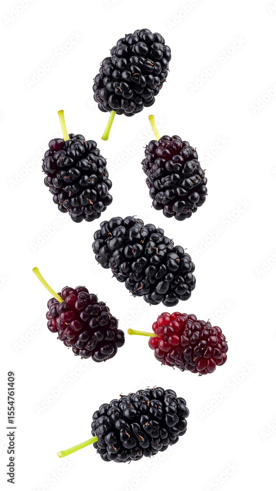 Poster ripe mulberries falling against a transparent background, creating a dynamic and appetizing image