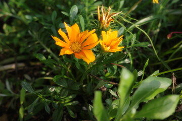 yellow flower in the garden