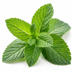 vibrant green mint leaves sprig freshness personif