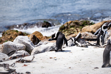 Afrikanische Pinguine am Stoney Point