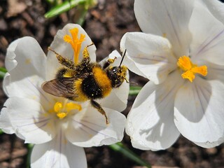 A bee is on a crocus flower with yellow petals. The flower is white and has a yellow center