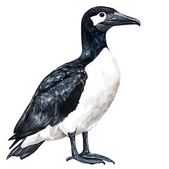 Great Auk, watercolor clipart vector, isolated on a white background.