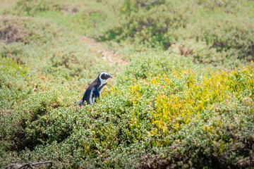 Pinguin im Buschland von Bettys Bay