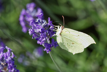 Common brimstone butterfly (Gonepteryx rhamni) sitting on lavender in Zurich, Switzerland