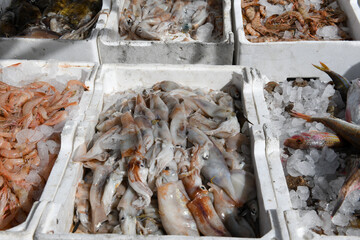 Fresh fish display at the port of Trani on Apulia, Italy