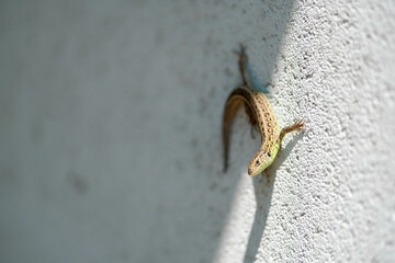 A wall lizard camouflages itself on a textured white wall, casting a shadow in bright sunlight.