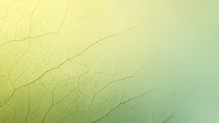 Detailed Close-Up of a Delicate, Veined Leaf Structure