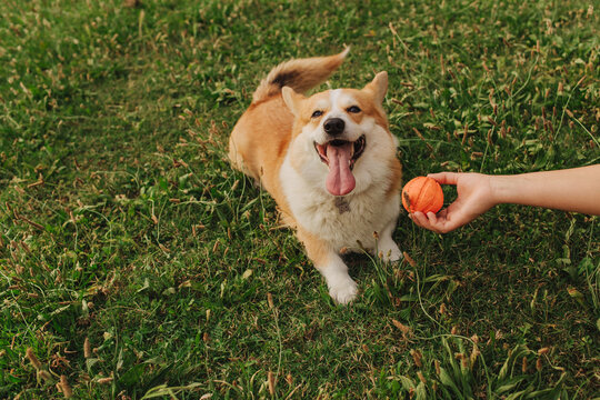 Close up of a woman's hands trains Welsh Corgi in the park in sunny weather. Concept of walking a dog, friendship between a dog and owner. Part of a series.