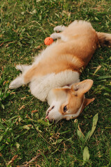 Cute and funny corgi puppy lies on the green grass in the summer garden. Concept of walking a dog,...