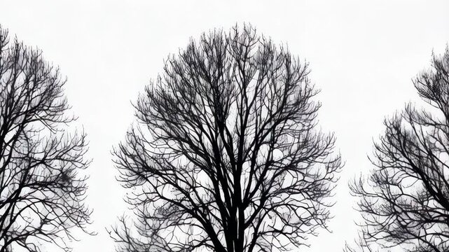 Silhouetted bare trees in winter, arranged in a row against a bright white background, creating a striking graphic pattern for use as a design element.