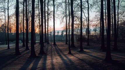Obraz premium Silhouetted bare trees cast long shadows across a path during a golden hour sunset in a park