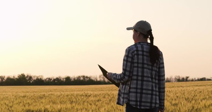 Female farmer in wheat field working in agribusiness assessing crop health and planning strategies for sustainable agribusiness development, highlighting female farmer leadership