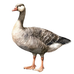 Goose, watercolor drawing vector, isolated on a white background.