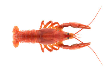 Boiled crayfish isolated on white background.. Crawfish closeup.