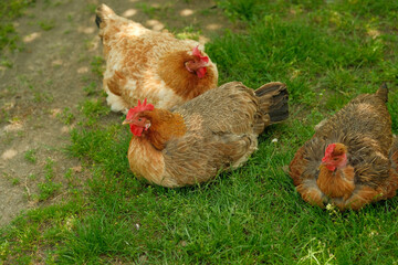 Three chickens rest on green grass in a shaded farmyard.