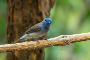 Blue Monarch - Hypothymis azurea, small blue perching bird from Southeast Asian forests and woodlands, Vietnam.