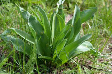 Beautiful and unusual nature, plants, spring flowers. Young tulip bushes with green leaves growing in a home garden.