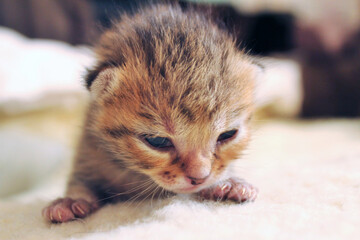 Portrait of a newborn kitten