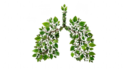 Lungs made of green leaves on a white background. World No Smoking Day concept, png, transparent