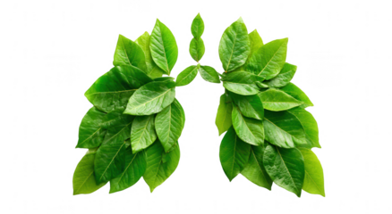 Lungs made of green leaves on a white background. World No Smoking Day concept, png, transparent