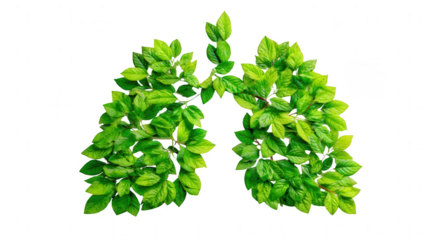 Lungs made of green leaves on a white background. World No Smoking Day concept, png, transparent