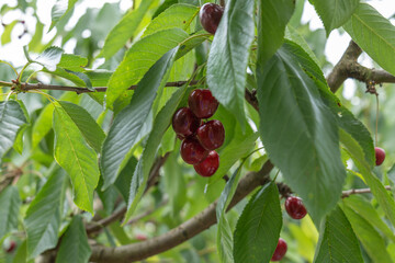 Picking cherries in an organic orchard.
